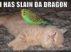 funny-pictures-bird-slays-kitten.jpg