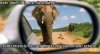 funny-pictures-there-are-elephants-in-your-rear-view-mirror.jpg