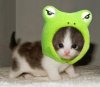 cutest_little_kitten_and_frog_881.jpg