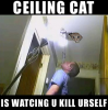 Ceilingcat_suicide.png