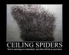 CeilingSpiders.jpg