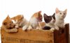 box-of-cats.jpg