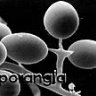 Sporangia