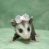 Possum