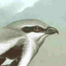 Great Grey Shrike