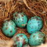 Sage Thrasher